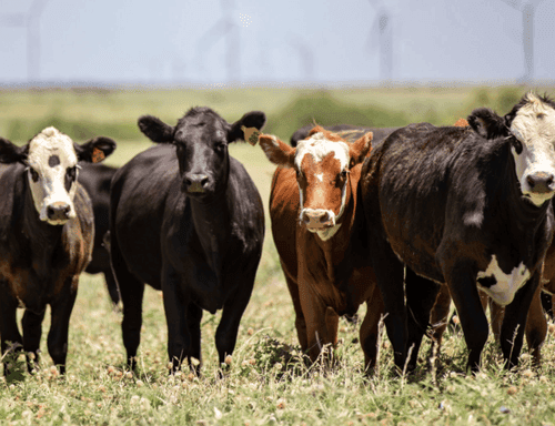 What percent of U.S. cattle inventory area will be in drought? (week of September 1) card icon