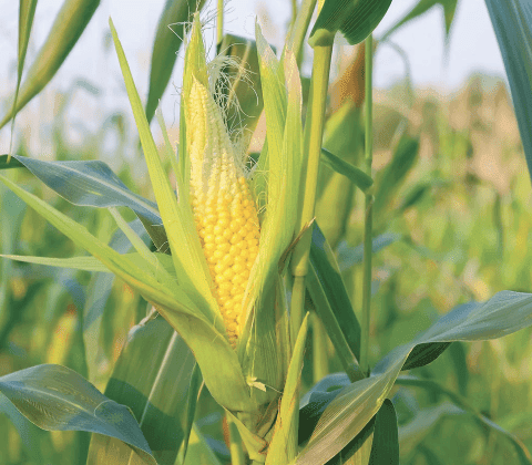 What percent of U.S. corn production area will be in drought? (week of September 1) card icon