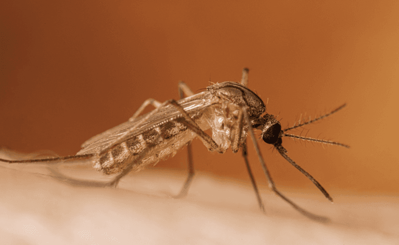 How many West Nile neuroinvasive disease cases will be reported among New York City residents in 2026? card icon